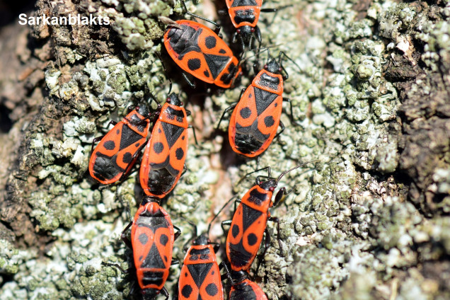 True Bugs /Heteroptera/