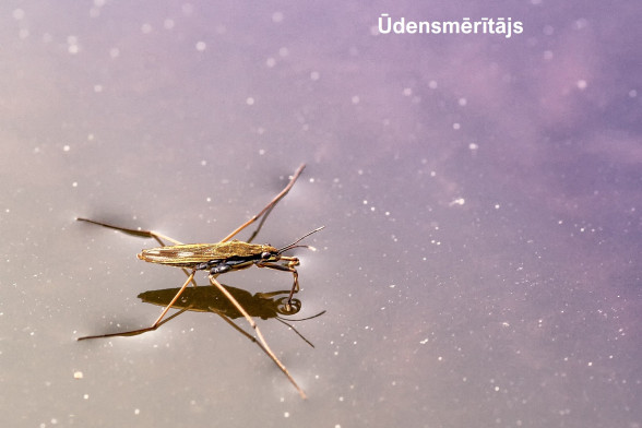 True Bugs /Heteroptera/