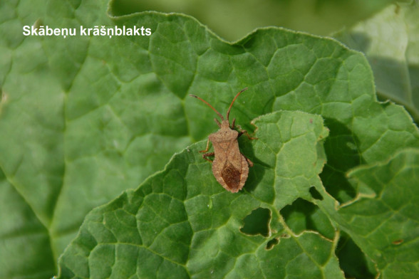 True Bugs /Heteroptera/