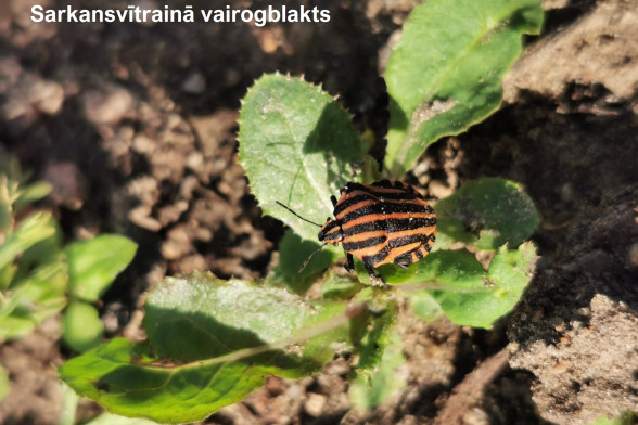 True Bugs /Heteroptera/