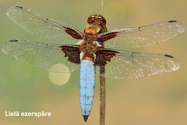Dragonflies /Odonata/