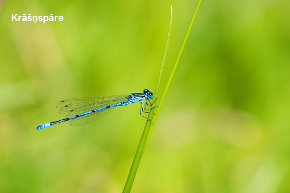 Стрекозы /Odonata/