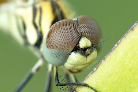 Стрекозы /Odonata/
