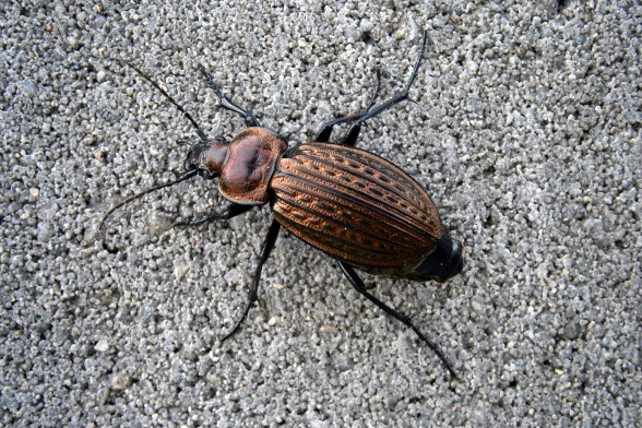 Жужелицы /Carabidae/