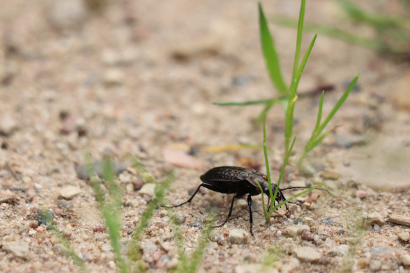 Жужелицы /Carabidae/