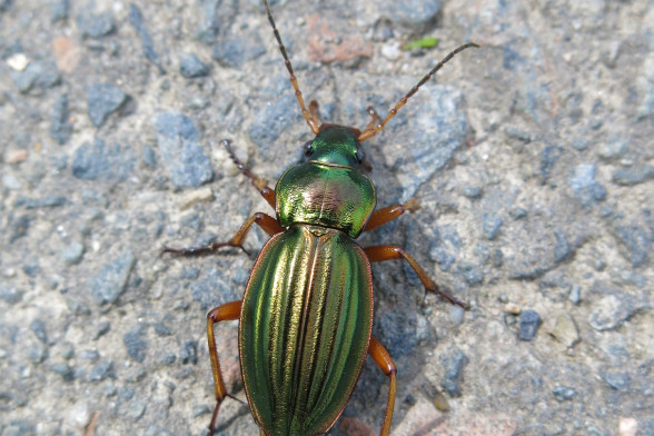 Жужелицы /Carabidae/