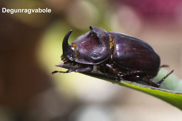 Scarab Beetles /Skarabaeidae/