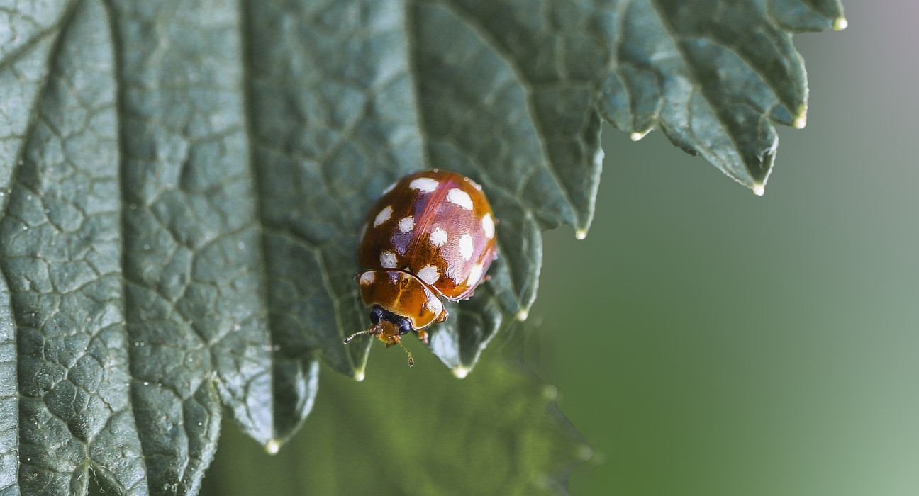 Божьи коровки /Coccinellidae/ | NATTOUR