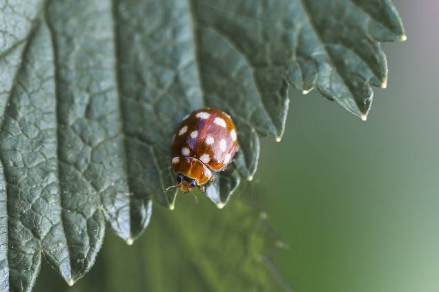Mārītes /Coccinellidae/