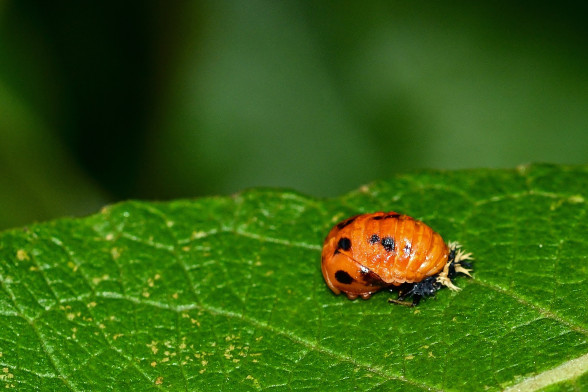 Mārītes /Coccinellidae/