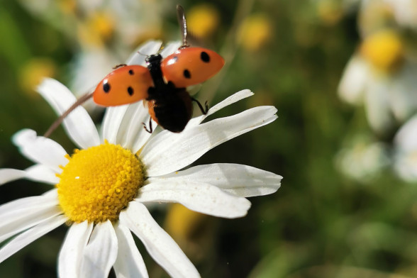 Mārītes /Coccinellidae/