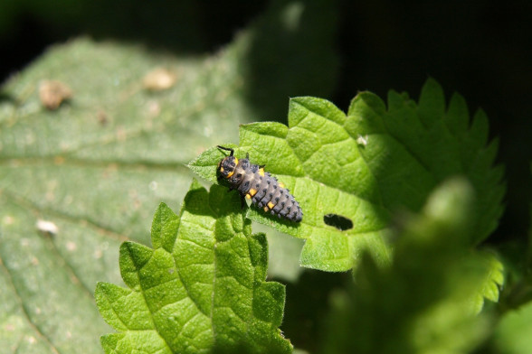 Mārītes /Coccinellidae/