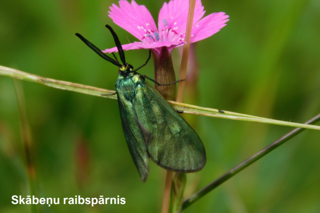 Raibspārņi /Zygaenidae/
