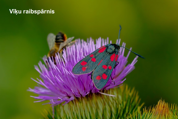 Raibspārņi /Zygaenidae/