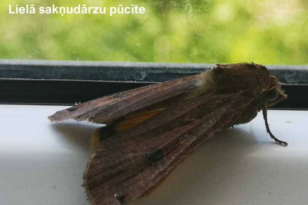 Pūcītes /Noctuidae/