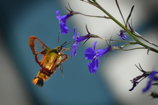 Sfingi /Sphingidae/