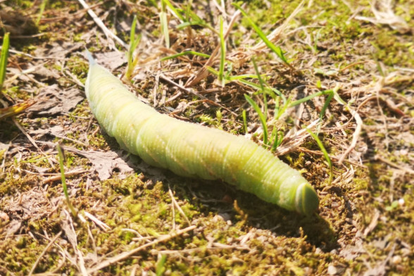 Sfingi /Sphingidae/
