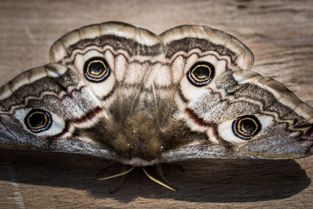 Pāvaču dzimta /Saturniidae/