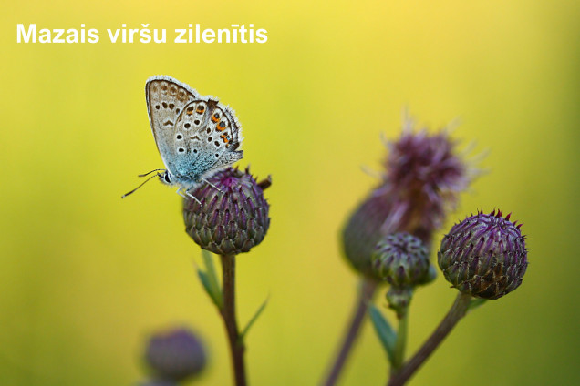 Zilenīši /Lycaenidae/