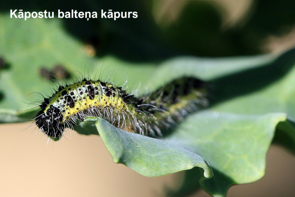 Balteņi /Pieridae/