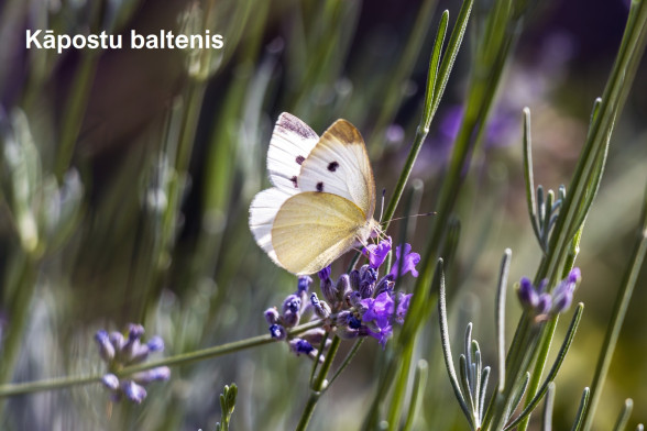 Balteņi /Pieridae/