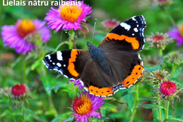 Raibeņi /Nymphalidae/