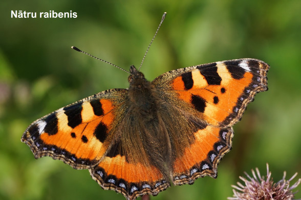 Nymphalidae Butterflies /Nymphalidae/