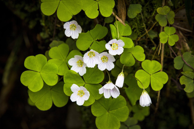 Meža zaķskābene /Oxalis acetosella/