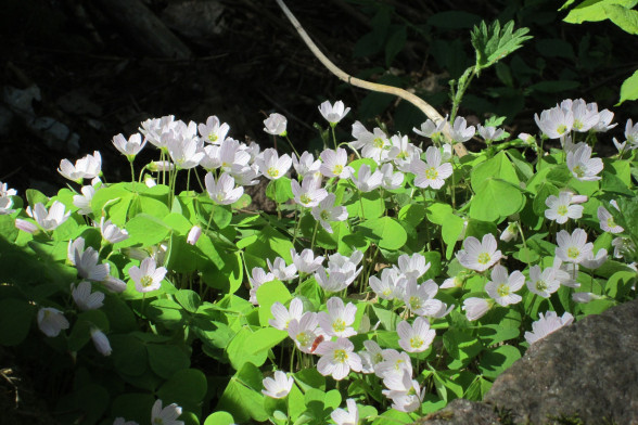 Wood Sorrel /Oxalis acetosella/