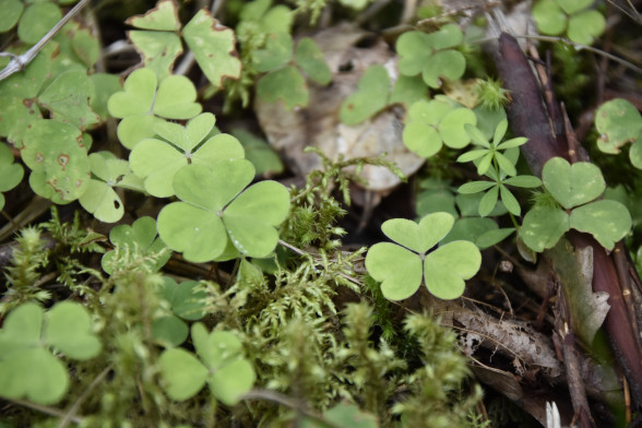 Wood Sorrel /Oxalis acetosella/