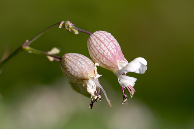 Žuburotā plaukšķene /Silene dichotoma/
