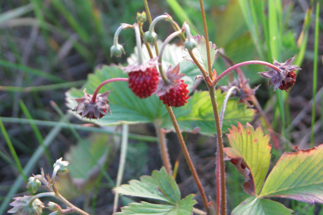 Meža zemene /Fragaria vesca/