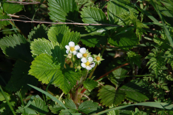 Wild Strawberry /Fragaria vesca/