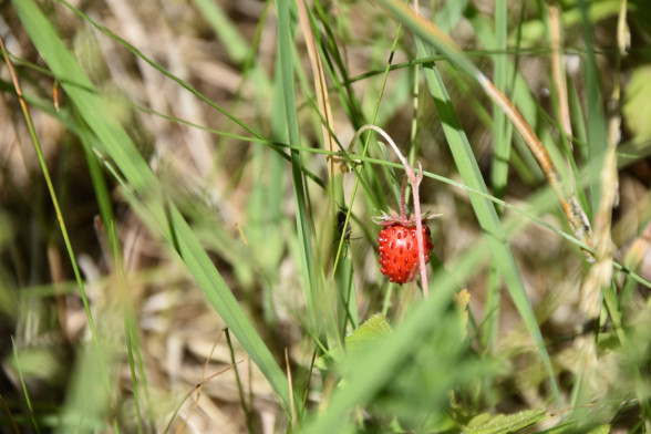 Wild Strawberry /Fragaria vesca/