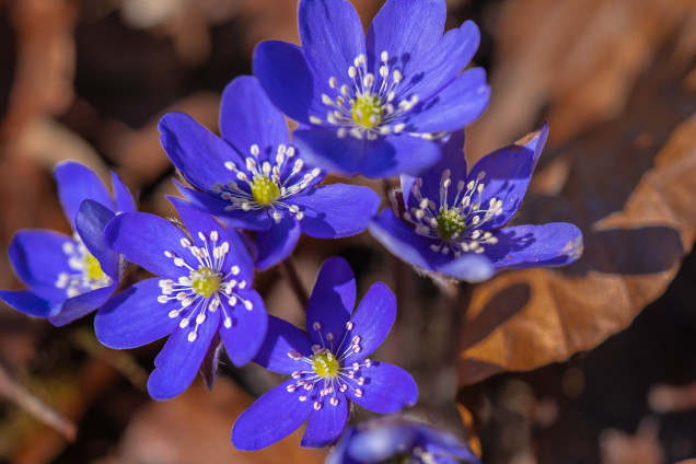 Zilā vizbulīte /Hepatica nobilis/