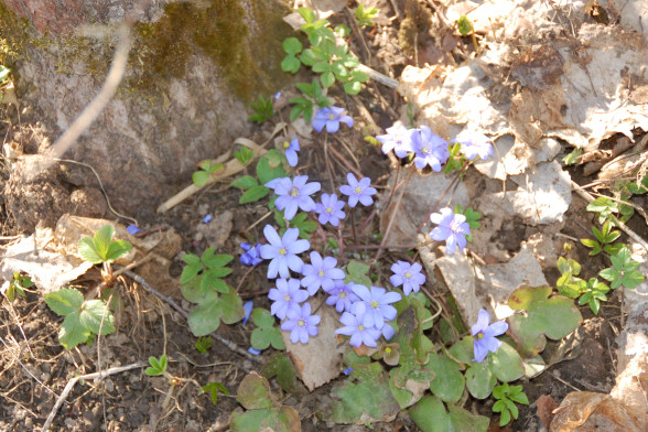 Blue Anemone /Hepatica nobilis/