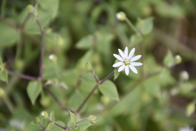 Virza /Stellaria/