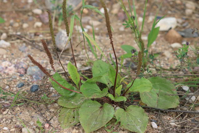 Vidējā ceļteka /Plantágo média/