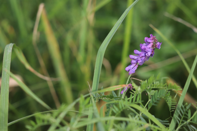 Vanagu vīķis /Vicia cracca/