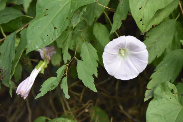 Žoga dižtītenis /Calystegia sepium/