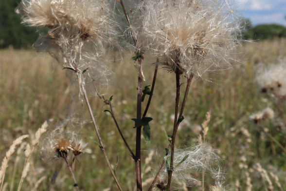 Creeping Thistle /Cirsium arvense/