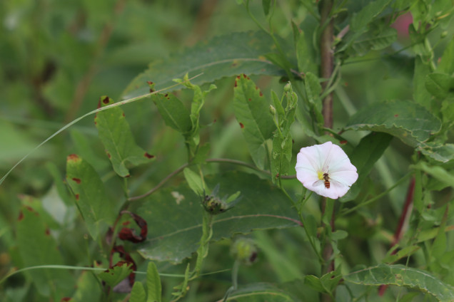 Tīruma tītenis /Convolvulus arvensis/