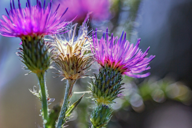 Tīruma usne /Cirsium arvense/