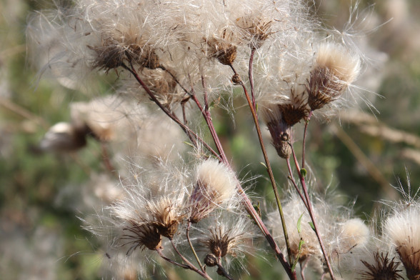 Creeping Thistle /Cirsium arvense/