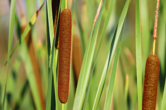 Šaurlapu vilkvālīte /Typha angustifolia/