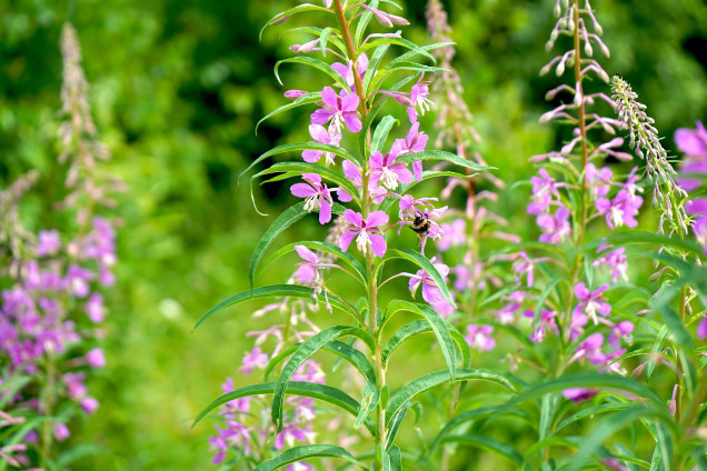 Šaurlapu ugunspuķe /Chamaenérion angustifolium/