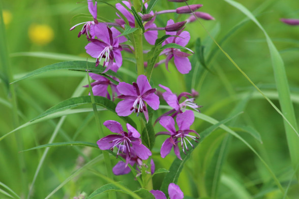 Fireweed /Chamaenérion angustifolium/