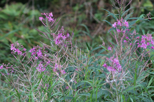 Fireweed /Chamaenérion angustifolium/
