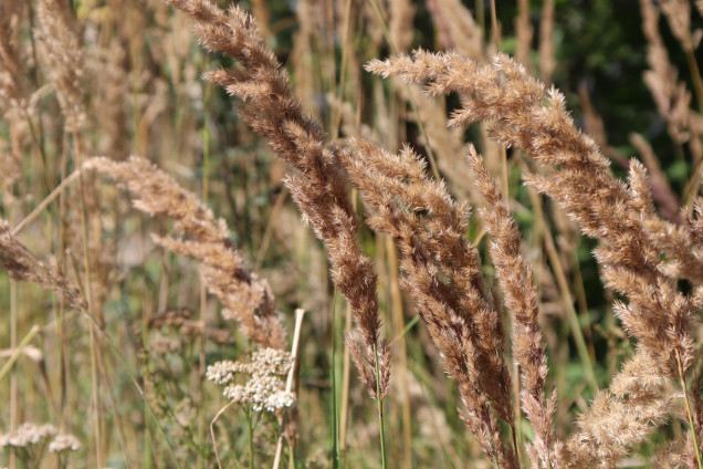 Purvāja ciesa /Calamagrostis canescens/