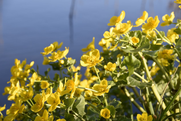 Purva purene /Caltha palustris/